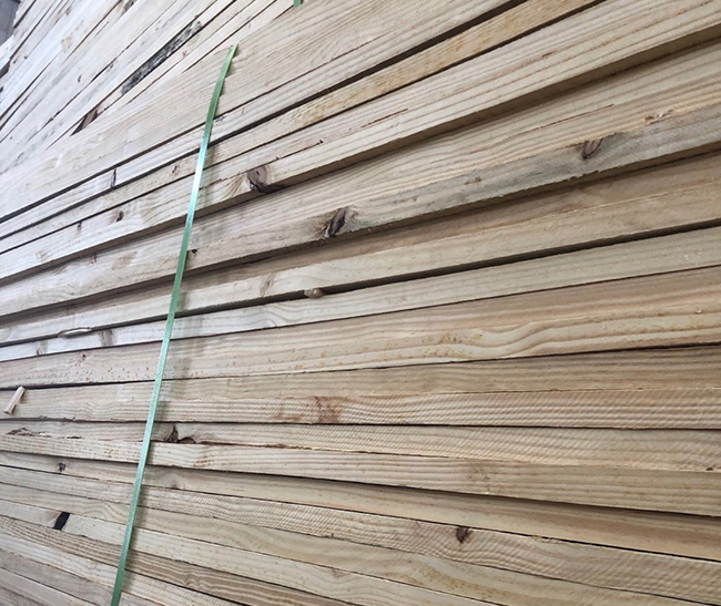 碑林巴西松